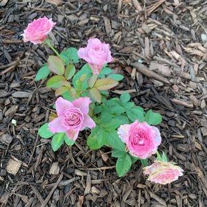 💰 Bundle and save BIG! I NEED TO CLEAR THE RACKS!